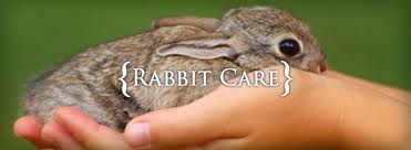 Headline for Must-have materials for rabbit care