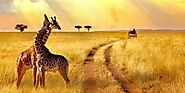 Tanzania Day Trips Safari Packages