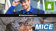 Employ Expert Help For Mice Control In Essex