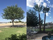 Next Level Tree LLC, tree pruning services Peoria AZ
