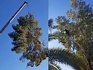 Next Level Tree LLC, tree pruning services Scottsdale AZ