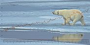 Yuri Aoki on Twitter: "Many people talk about #climatechange and it makes me so sad when I hear about how polar bears...