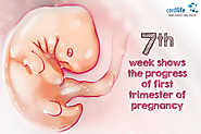 Seventh Week – Shows the Progress of First Trimester of Pregnancy
