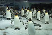 Meet Penguins In Auckland