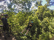 Ziplining through the jungle