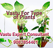 Vastu for Types of Plants in the House .