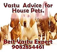 Vastu Shastra Advice for Pet Animals