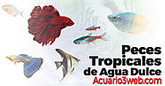 Peces Tropicales de Agua Dulce ჱ |▷ Acuario3web