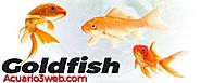 GOLDFISH ჱ Cuidados del Pez Dorado |▷ Acuario3web