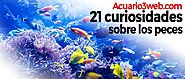 21 Curiosidades Sobre los Peces ჱ |▷ Acuario3web.com