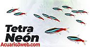 Pez Tetra Neón ჱ Guía de Cuidados 2020 |▷ Acuario3web