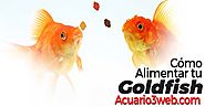 Alimentación del Pez Dorado [ Goldfish ] 2020 |▷ Acuario3web