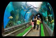 Phuket's Aquarium