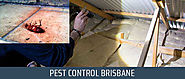 Pest Control Toowoomba | Packages from $149 | Back 2 New Cleaning