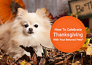 How To Celebrate Thanksgiving With Your Beloved Pets? - BestVetCare