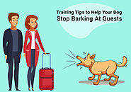 Training Tips to Help Your Dog Stop Barking At Guests - BestVetCare