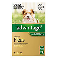 Buy Advantage For Small Dogs Up To 4Kg (Green) Online