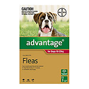 Buy Advantage For Large Dogs 10 To 25Kg (Red) Online