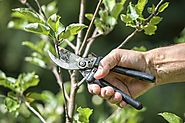 Tree Pruning Services: How to Hire the Right Company in Manchester!!