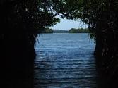 Mangrove Cave