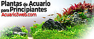 PLANTAS de ACUARIO para Principiantes ჱ |▷ Acuario3web