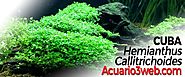 CUBA | Hemianthus Callitrichoides ჱ |▷ Acuario3web