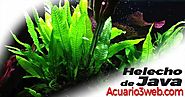 HELECHO DE JAVA | Microsorum pteropus ჱ |▷ Acuario3web