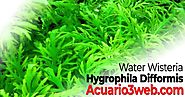 Hygrophila difformis | Water Wisteria ჱ 2020 ▷ Acuario3web