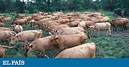 No culpen al pastoreo del cambio climático (22/02/2019)