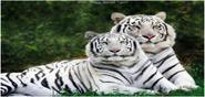 Taming the wild “THE WHITE TIGER”