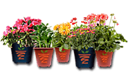 Buy Online Garden Pots for Plants|Flower Pot|Planters|Kundi|Pune India