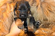 Website at https://topshepherd.com/blog/essentials-you-need-for-your-german-shepherd-puppy-in-2020/