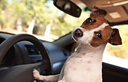 Best Dog Car Harnesses Reviews 2015 Powered by RebelMouse