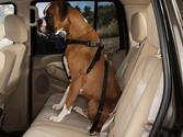 Best Dog Car Harnesses Reviews (with image) · app127