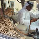 35 Things you will only see in Dubai