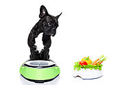 Immunity Boost for Dogs Right In Their Food Bowl?