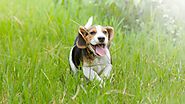 Essential Chinese Herbs That Can Improve Your Dog’s Immunity