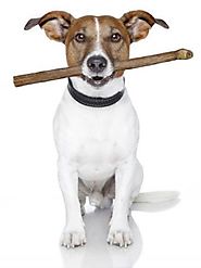 Dog Treats: Buy Best Dog Treats Online at low Price | Puppy Treats | Bully sticks | Beef Ears