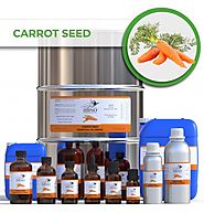Shop Now! Pure Carrot Seed Essential Oil from Essential Natural oils
