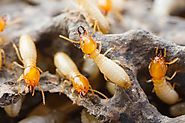 Ultimate Residential Termite Company In Australia
