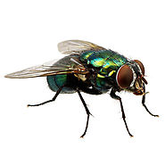 Health Safety With Fly Control In Gold Coast