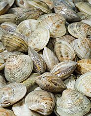 Buy Clams in whole Shell 1kg Online at the Best Price, Free UK Delivery - Bradley's Fish