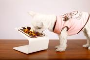 Best Raised Dog Bowls Reviews