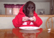 Best Raised Dog Bowls Reviews (with image) · app127