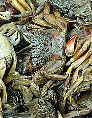 Buy Soft Shell Crab Online at the Best Price, Free UK Delivery - Bradley's Fish
