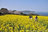 Nokonoshima Island