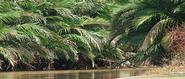 Weston Wetland Park - Official Website - Home - Weston Wetland Park, Borneo, North Borneo, Proboscis Monkey, Firefly,...
