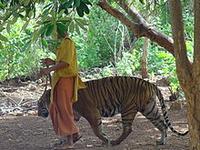 Tiger Temple - Wikipedia, the free encyclopedia