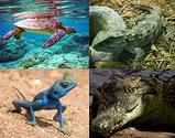 Reptile - Wikipedia, the free encyclopedia