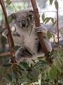 Lone Pine Koala Sanctuary - Wikipedia, the free encyclopedia